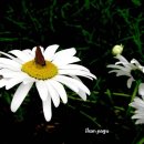 무릉초등학교 이미지