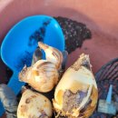 카사미아 이미지