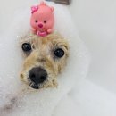 구미산동 애견미용 눈부시개 이미지