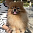 10살 수컷 강아지 수정체 탈구 후 적출 수술/회복 후기 - 시력 소실 위기 극복 중 w. 분당 리더스 동물병원
