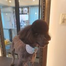 라니네 애견샵 이미지