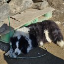 새하얀목장 | 평창 대관령 당일치기 필수!아이 연인과 방문하기 좋은 꿀정보 양떼목장,눈썰매장 후기