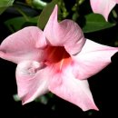 스테이오캄 이미지