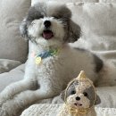 멍구르르 이미지