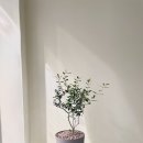 성당동꽃집 네이버블로그