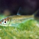 피라미다 이미지