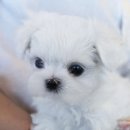 8월의 강아지 이미지