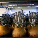 산머루마을 이미지