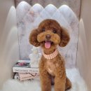 하니 그루밍( Hani Grooming) 이미지