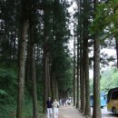 보성IC - 1152 | 보성 녹차밭 대한다원 후기, 녹차 아이스크림보다 처음딴차가 더 기억에 남은 여행