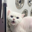 부산고양이미용&호텔 무냥무냥 대연점 이미지