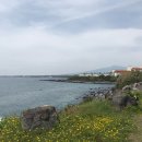 토산리마을회관 | 제주 올레길 4코스 (표선해수욕장, 토산리, 별포연대, 남원포구)