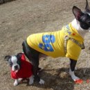 두테리어 이미지