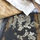 소망2농장 이미지