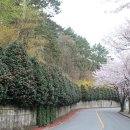 [남구 용호동] 벚꽃, 동백꽃, 개나리꽃이 어울어진 이기대 차도 ~ 이기대공원 이미지