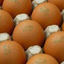 홍천자연랜드 이미지