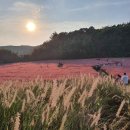 환선굴장뇌농원 | 고창청농원 핑크뮬리 가든, 개화 시기·입장료와 가을 여행 꿀팁 총정리