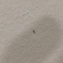 (도와주세요) 방 벽 페인트 위에 아주 작은 벌레.. 얘는 어째 해야 하나요? 이미지