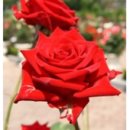 이레발효초 이미지