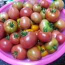 상달마을회관 Daum카페