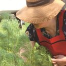 영농조합법인원평팜스테이마을 이미지