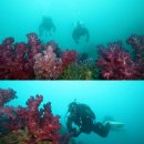 제주연안 연산호 군락지 이미지