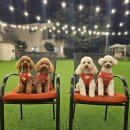 펜션바우 이미지