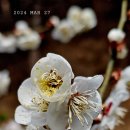 2024년 봄 *도산서원 의 매화꽃 * 이미지
