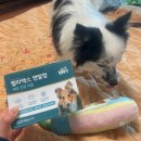덴탈랜드 | [강아지덴탈껌] 강아지 치석 관리, 벨라맥스 강아지껌 피모건강도움