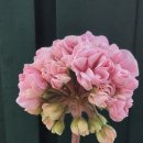 러블리몽 이미지