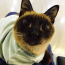 올스타동물의료센터 이미지