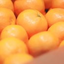 더과일상회