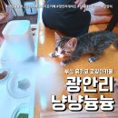 냥냥늉늉 이미지