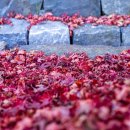 안국선원 | 전북 무주 단풍 여행 드라이브 코스 적상산 전망대 안국사 가을여행 단풍 명소