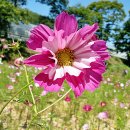 삼일1리 이미지