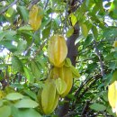 스타프룻 (Star Fruit) 이미지