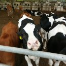 송아지 PC 이미지