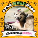 별이/1살/여아 [3개월 이상도 가능] 이미지