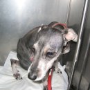 연서 동물병원 이미지