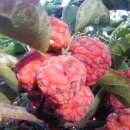 식도암에좋은음식.식도암치료에좋은음식.임파선암에좋은약초.임파선암치료에좋은약초. 이미지