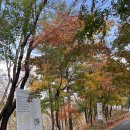 대전 근교 단풍 추천 금산 대둔산자연휴양림 산책로, 여기 예뻐요!!