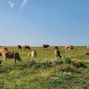 바다 그리고 이미지