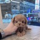 드림독 강아지분양 안심분양센터 잠실점 이미지