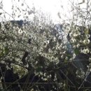 분천농장 이미지