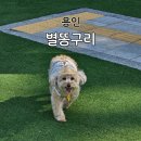 별똥구리 | 용인 애견 운동장 [별똥구리] 한강라면/멍푸치노/솔직후기