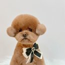 그루미재이 이미지