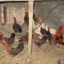 성계농장 이미지