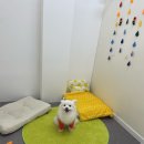 멍그니엘 애견호텔 경기광주점 이미지