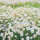 소나무 흑염소 목장 이미지