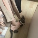 모두애동물병원